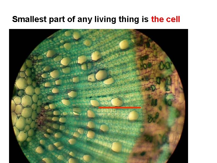 Smallest part of any living thing is the cell 