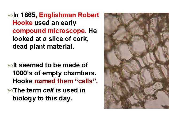  In 1665, Englishman Robert Hooke used an early compound microscope. He looked at
