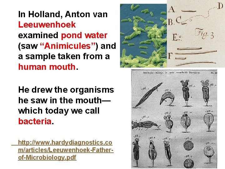 In Holland, Anton van Leeuwenhoek examined pond water (saw “Animicules”) and a sample taken