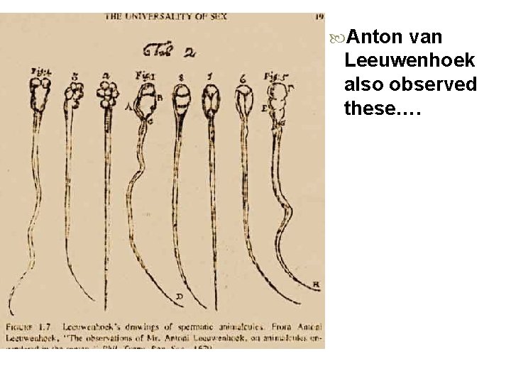  Anton van Leeuwenhoek also observed these…. 