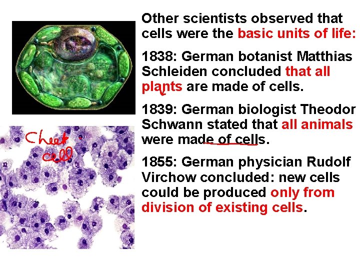 Other scientists observed that cells were the basic units of life: 1838: German botanist