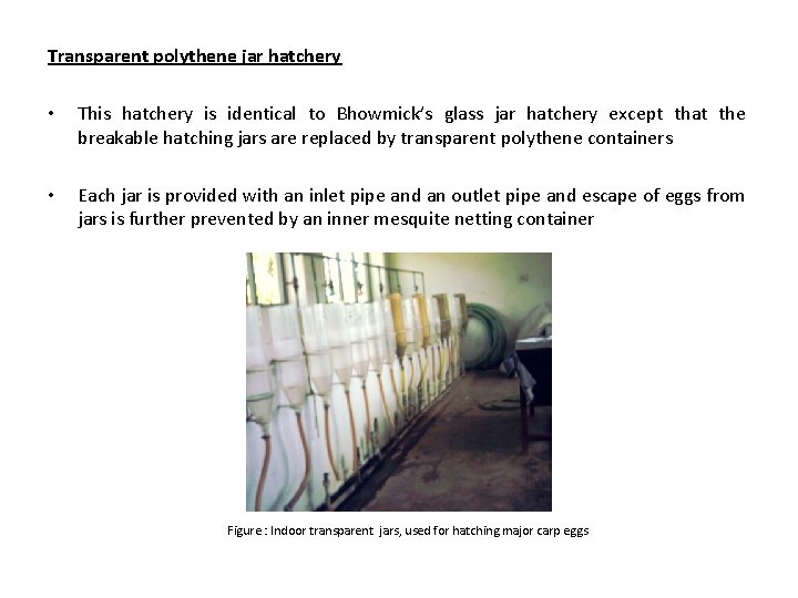 Transparent polythene jar hatchery • This hatchery is identical to Bhowmick’s glass jar hatchery