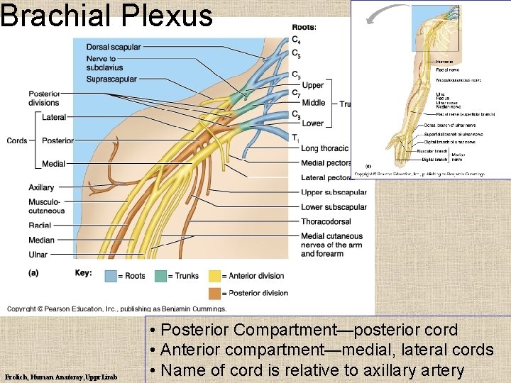 Brachial Plexus Frolich, Human Anatomy, Uppr. Limb • Posterior Compartment—posterior cord • Anterior compartment—medial,