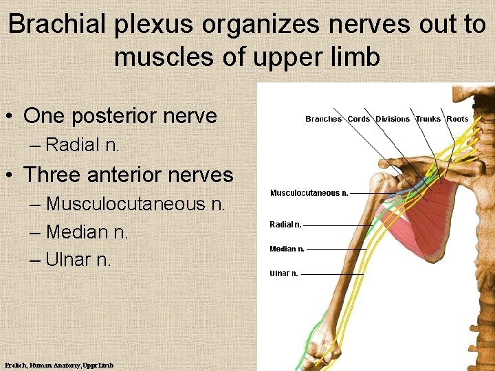 Brachial plexus organizes nerves out to muscles of upper limb • One posterior nerve