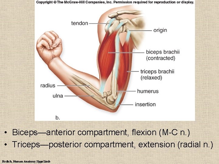  • Biceps—anterior compartment, flexion (M-C n. ) • Triceps—posterior compartment, extension (radial n.