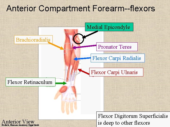 Anterior Compartment Forearm--flexors Medial Epicondyle Brachioradialis Pronator Teres Flexor Carpi Radialis Flexor Carpi Ulnaris