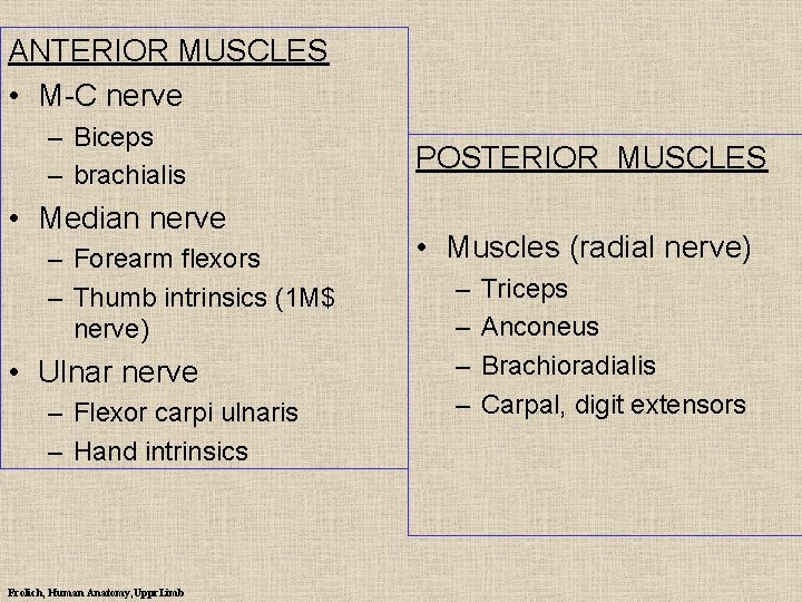 ANTERIOR MUSCLES • M-C nerve – Biceps – brachialis • Median nerve – Forearm