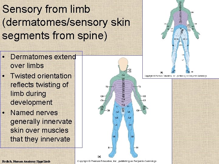 Sensory from limb (dermatomes/sensory skin segments from spine) • Dermatomes extend over limbs •