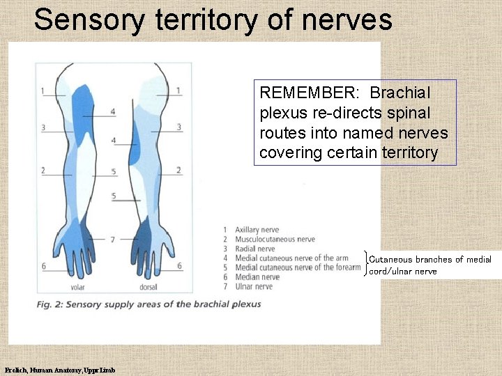 Sensory territory of nerves REMEMBER: Brachial plexus re-directs spinal routes into named nerves covering