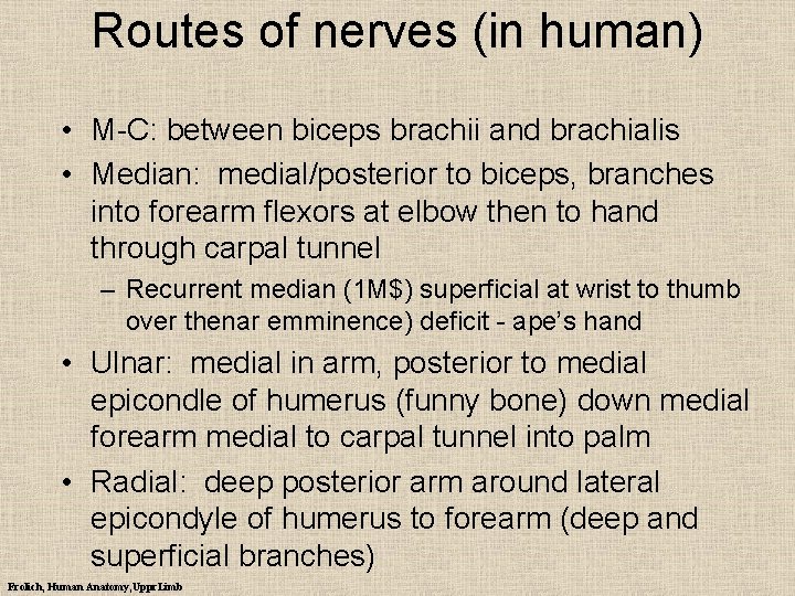 Routes of nerves (in human) • M-C: between biceps brachii and brachialis • Median: