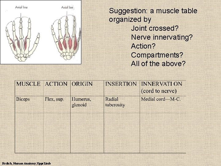 Suggestion: a muscle table organized by Joint crossed? Nerve innervating? Action? Compartments? All of