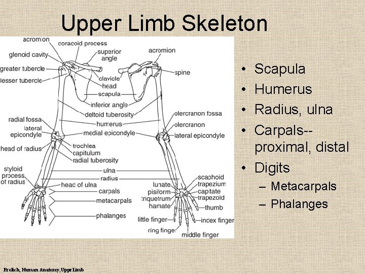 Upper Limb Skeleton • • Scapula Humerus Radius, ulna Carpals-proximal, distal • Digits –