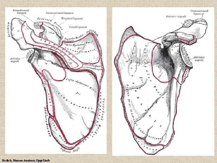 Frolich, Human Anatomy, Uppr. Limb 