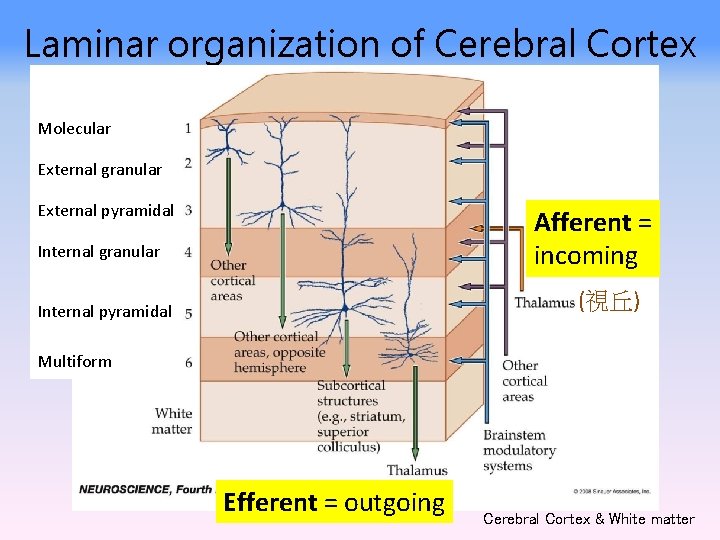Laminar organization of Cerebral Cortex Molecular External granular External pyramidal Afferent = incoming Internal