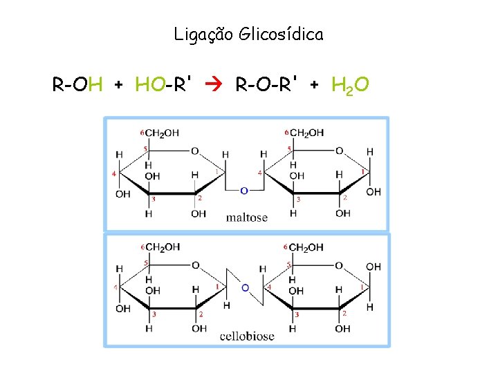 Ligação Glicosídica R-OH + HO-R' R-O-R' + H 2 O 