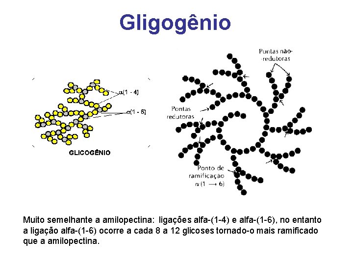 Gligogênio Muito semelhante a amilopectina: ligações alfa-(1 -4) e alfa-(1 -6), no entanto a