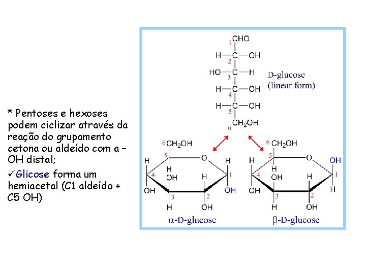 * Pentoses e hexoses podem ciclizar através da reação do grupamento cetona ou aldeído