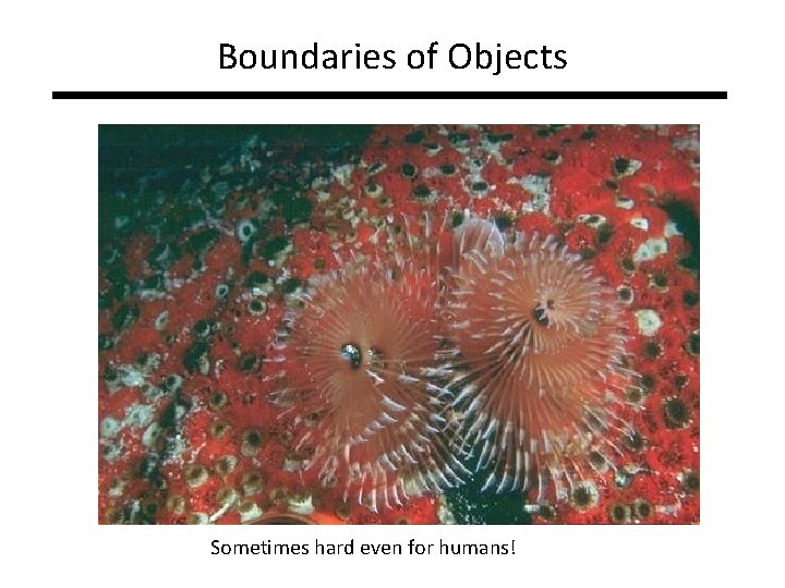 Boundaries of Objects Sometimes hard even for humans! Boundaries of Objects Sometimes hard even for humans!
