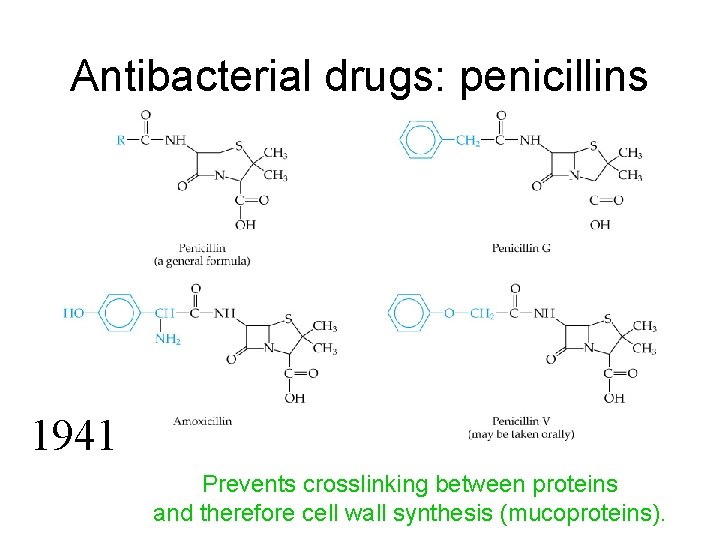 Antibacterial drugs: penicillins 1941 Prevents crosslinking between proteins and therefore cell wall synthesis (mucoproteins).