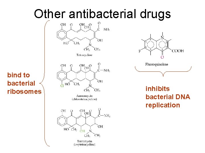 Other antibacterial drugs Fluoroquinolone bind to bacterial ribosomes inhibits bacterial DNA replication 