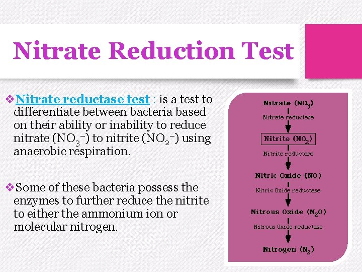 Nitrate Reduction Test v. Nitrate reductase test : is a test to differentiate between