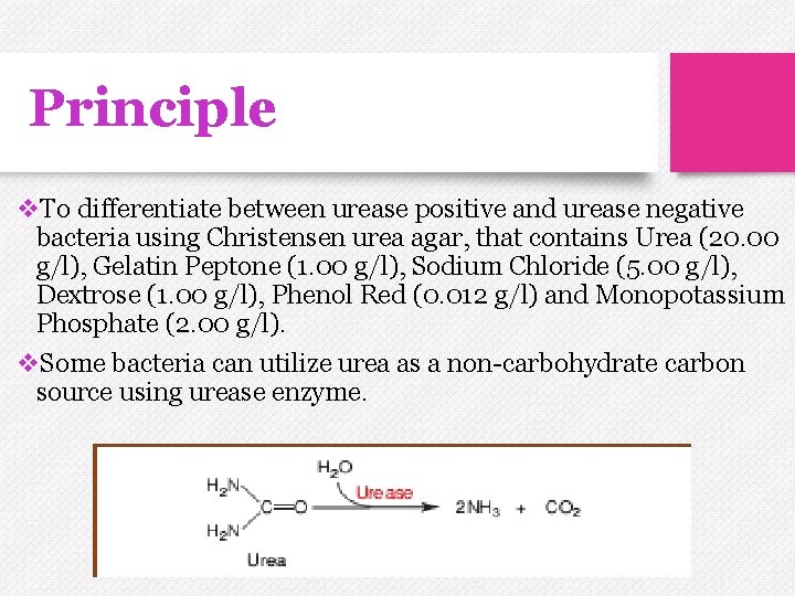 Principle v. To differentiate between urease positive and urease negative bacteria using Christensen urea