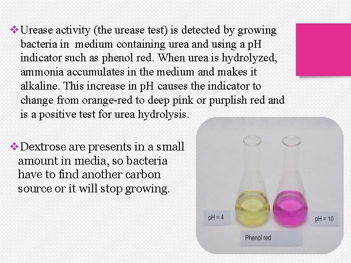 v. Urease activity (the urease test) is detected by growing bacteria in medium containing
