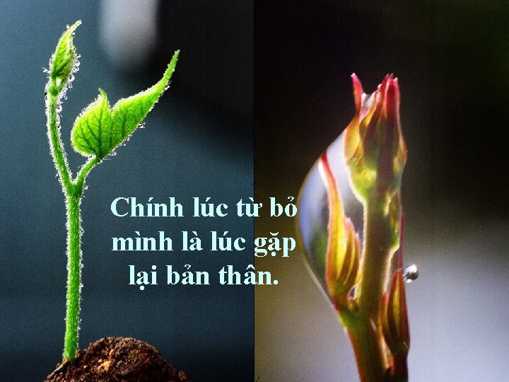 Chính lúc từ bỏ mình là lúc gặp lại bản thân. 