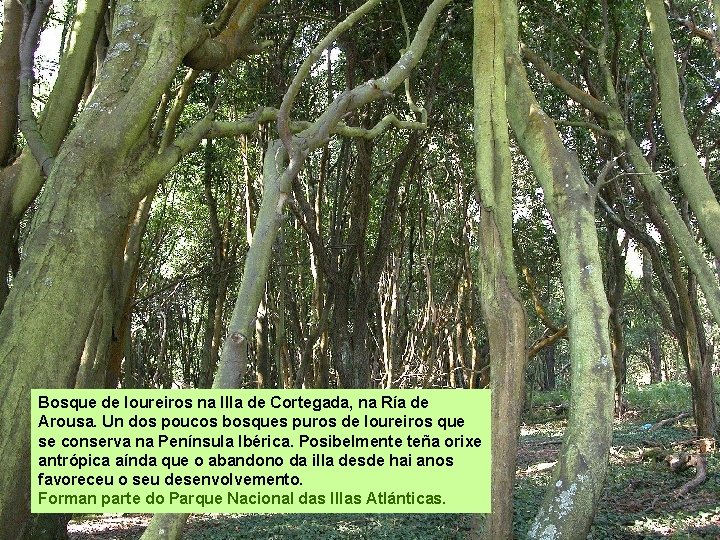 Bosque de loureiros na Illa de Cortegada, na Ría de Arousa. Un dos poucos