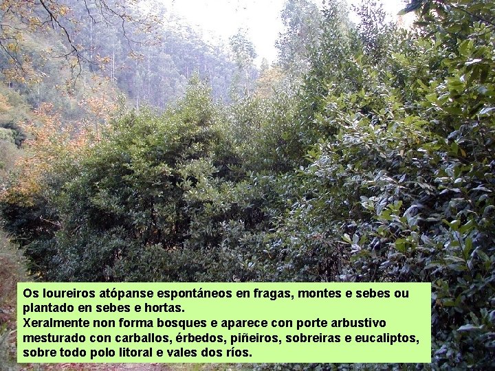 Os loureiros atópanse espontáneos en fragas, montes e sebes ou plantado en sebes e