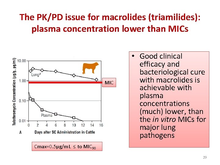 The PK/PD issue for macrolides (triamilides): plasma concentration lower than MICs MIC • Good