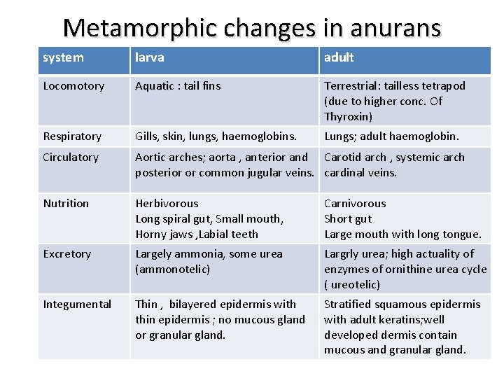 Metamorphic changes in anurans system larva adult Locomotory Aquatic Aquati : tail fins Terrestrial: