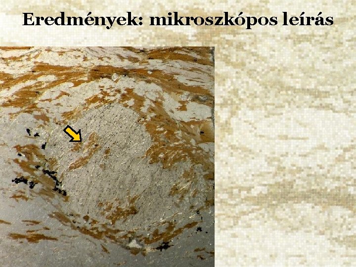 Eredmények: mikroszkópos leírás 