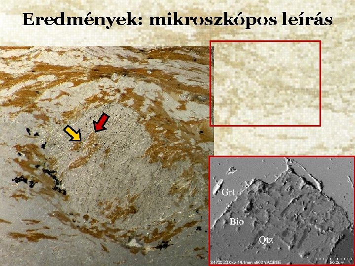 Eredmények: mikroszkópos leírás 