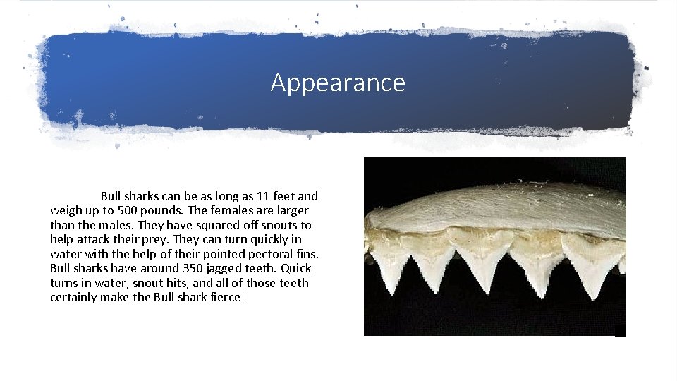 Appearance Bull sharks can be as long as 11 feet and weigh up to