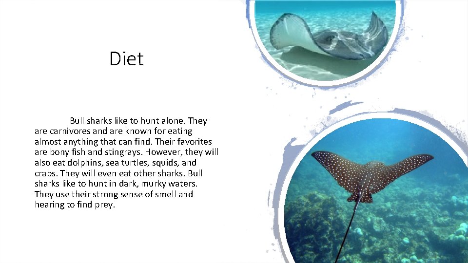 Diet Bull sharks like to hunt alone. They are carnivores and are known for