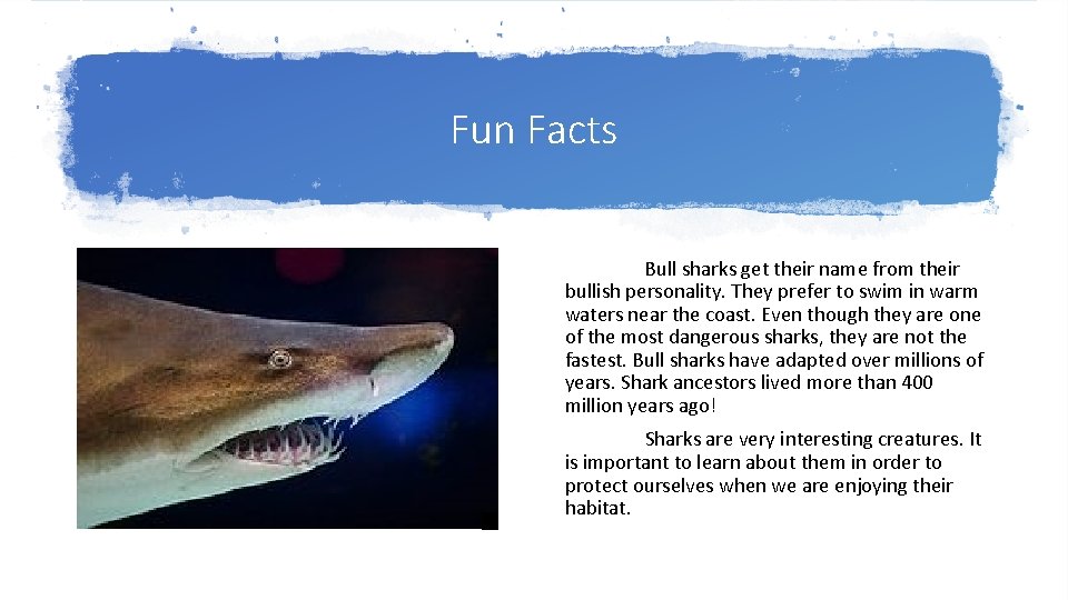 Fun Facts Bull sharks get their name from their bullish personality. They prefer to