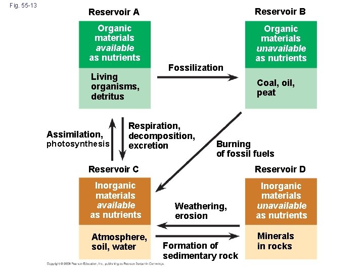 Fig. 55 -13 Reservoir A Reservoir B Organic materials available as nutrients Organic materials