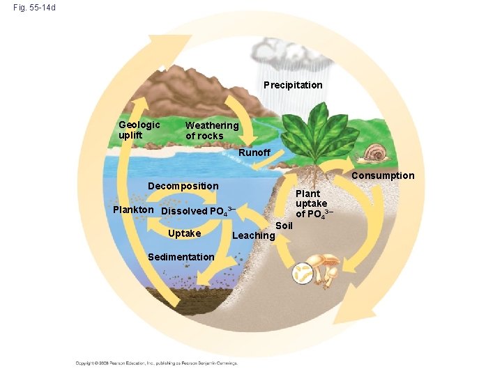 Fig. 55 -14 d Precipitation Geologic uplift Weathering of rocks Runoff Consumption Decomposition Plankton