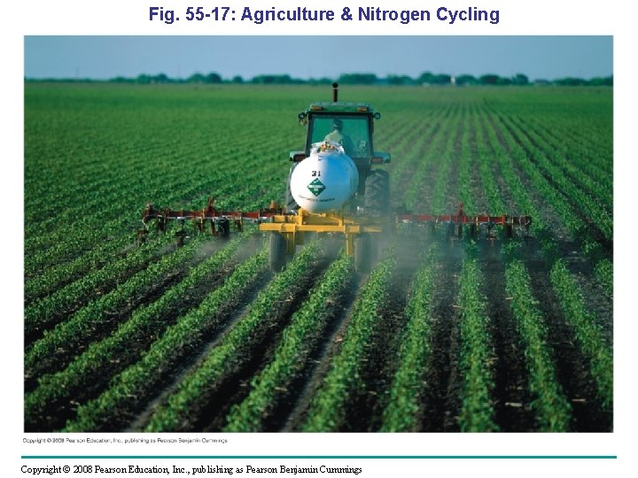 Fig. 55 -17: Agriculture & Nitrogen Cycling Copyright © 2008 Pearson Education, Inc. ,