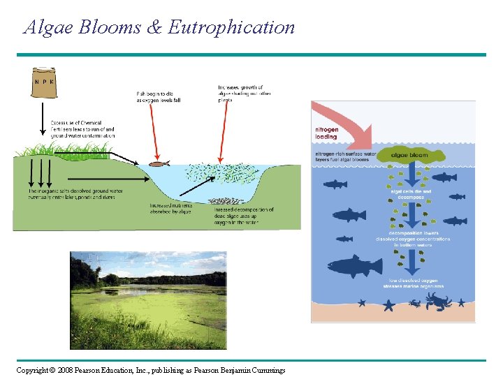 Algae Blooms & Eutrophication Copyright © 2008 Pearson Education, Inc. , publishing as Pearson