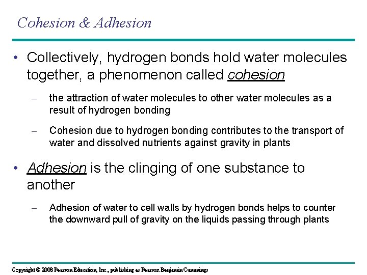 Cohesion & Adhesion • Collectively, hydrogen bonds hold water molecules together, a phenomenon called