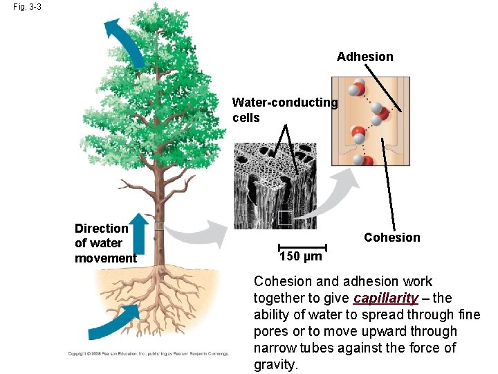 Fig. 3 -3 Adhesion Water-conducting cells Direction of water movement Cohesion 150 µm Cohesion
