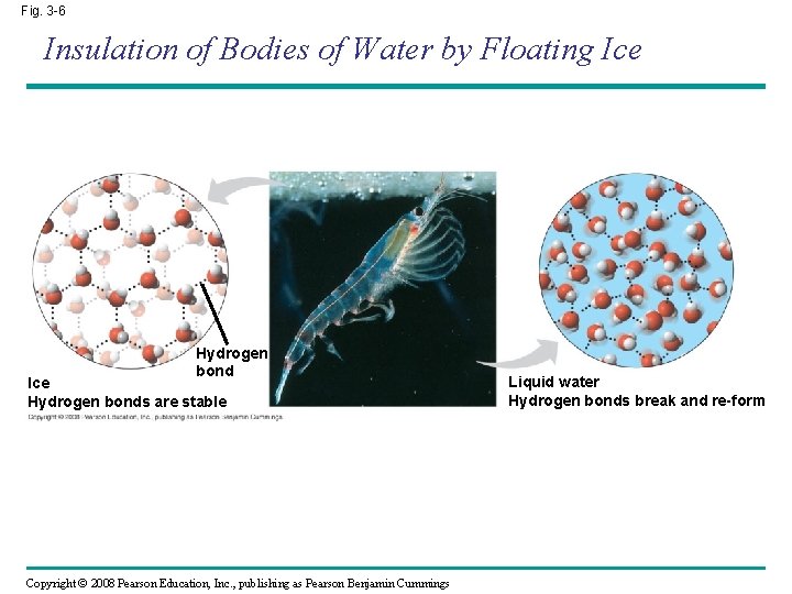 Fig. 3 -6 Insulation of Bodies of Water by Floating Ice Hydrogen bonds are