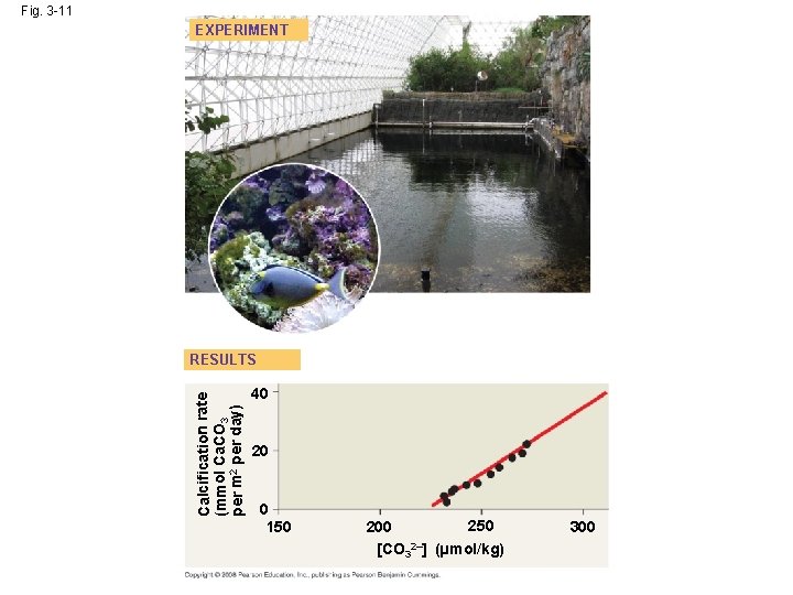 Fig. 3 -11 EXPERIMENT Calcification rate (mmol Ca. CO 3 per m 2 per