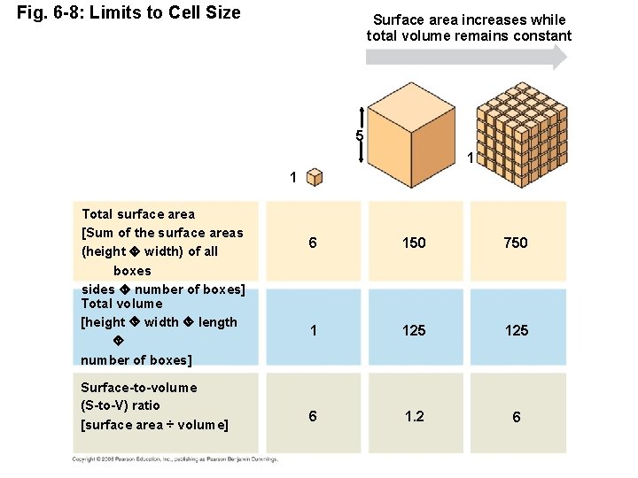 Fig. 6 -8: Limits to Cell Size Surface area increases while total volume remains