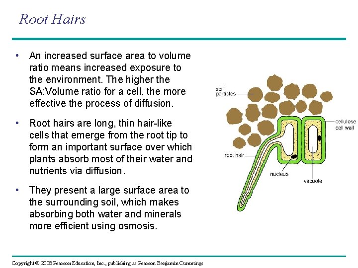 Root Hairs • An increased surface area to volume ratio means increased exposure to