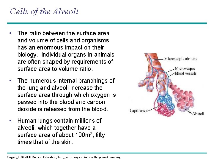 Cells of the Alveoli • The ratio between the surface area and volume of