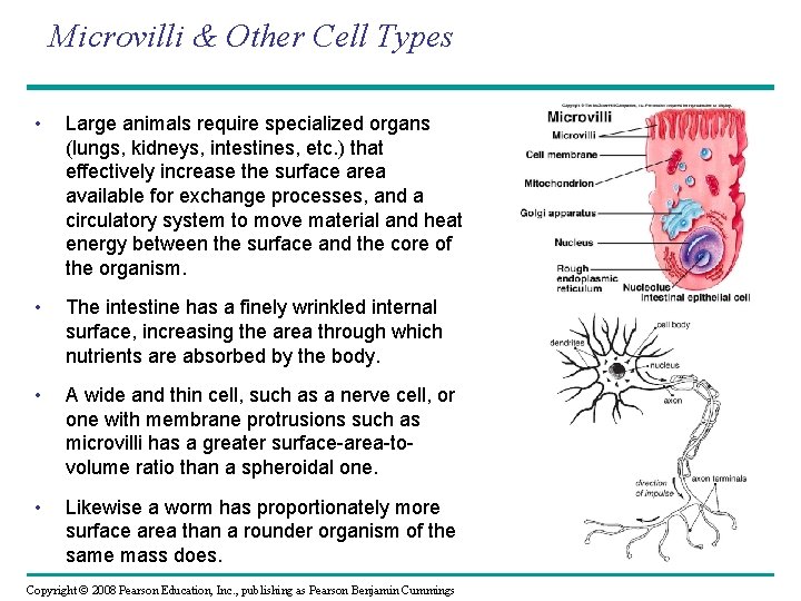 Microvilli & Other Cell Types • Large animals require specialized organs (lungs, kidneys, intestines,