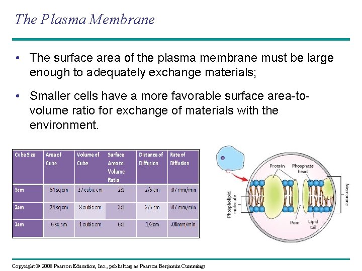 The Plasma Membrane • The surface area of the plasma membrane must be large